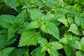 Herbs to increase power