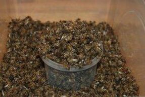 rugged bee to increase power